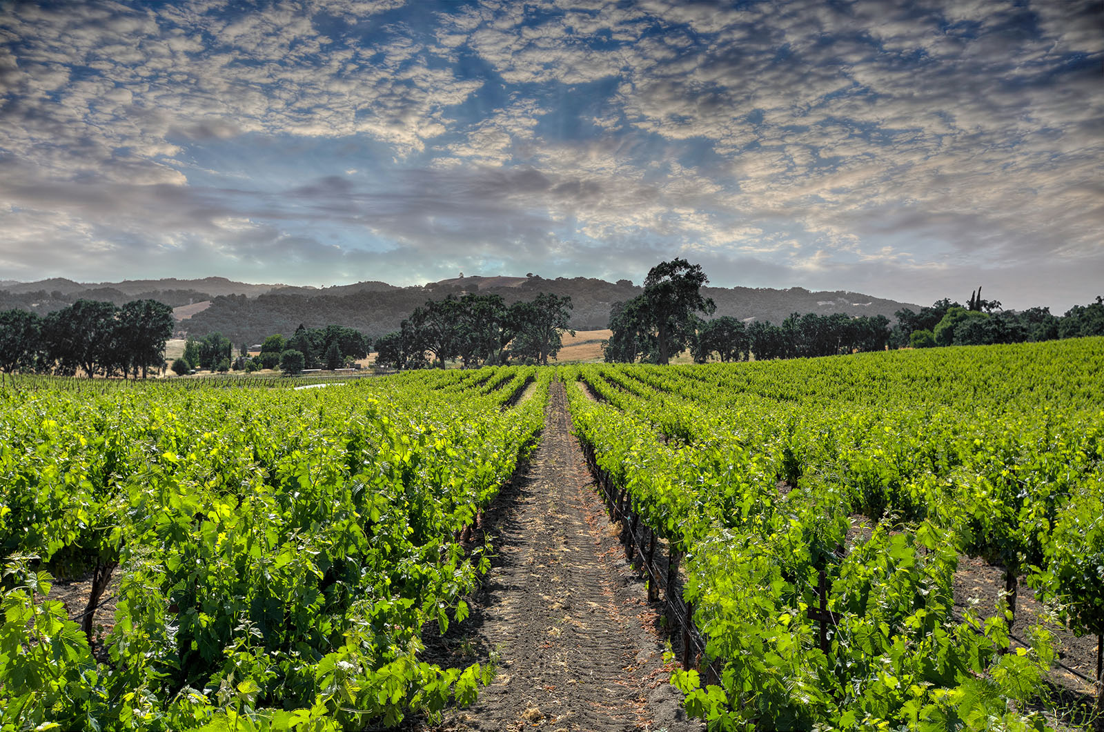 Paso Robles